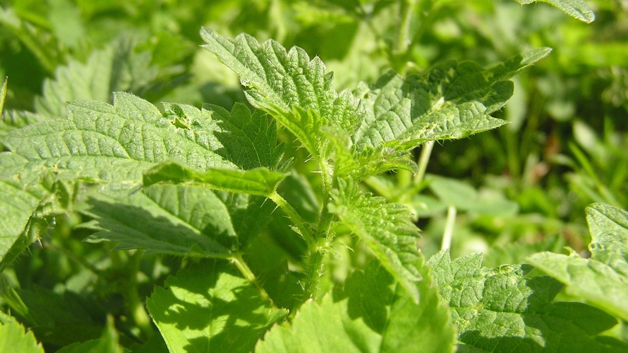 Осот сорняк