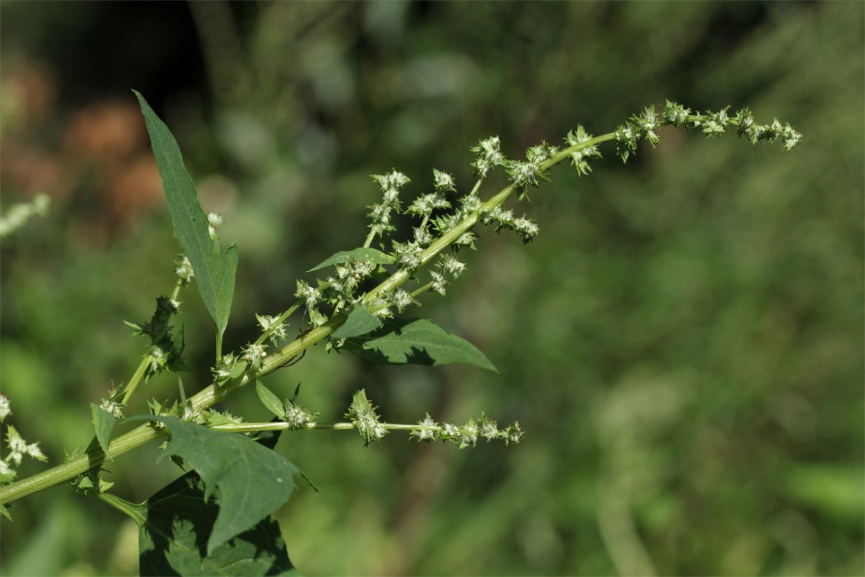 Марь (Chenopodium)