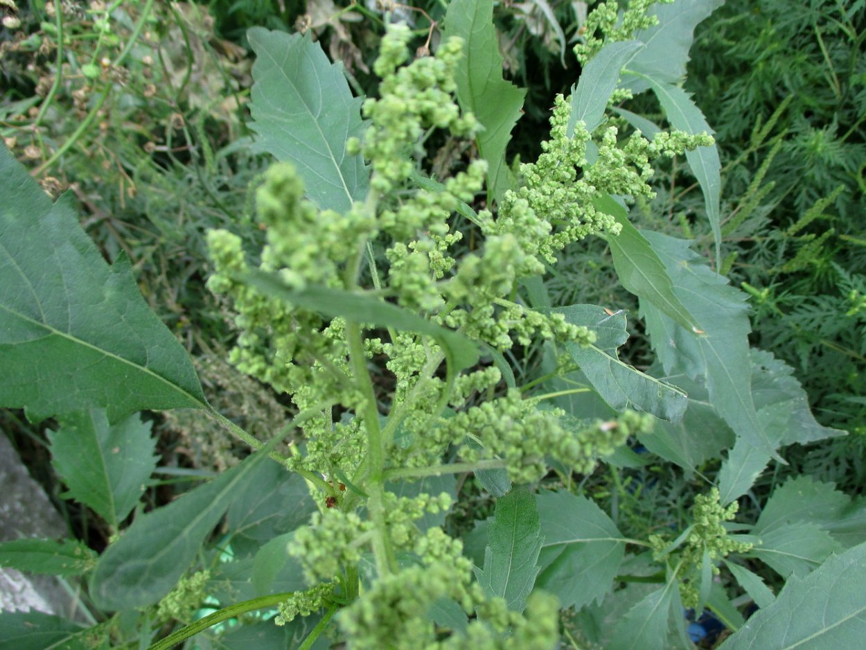 Марь белая (Chenopodium album)