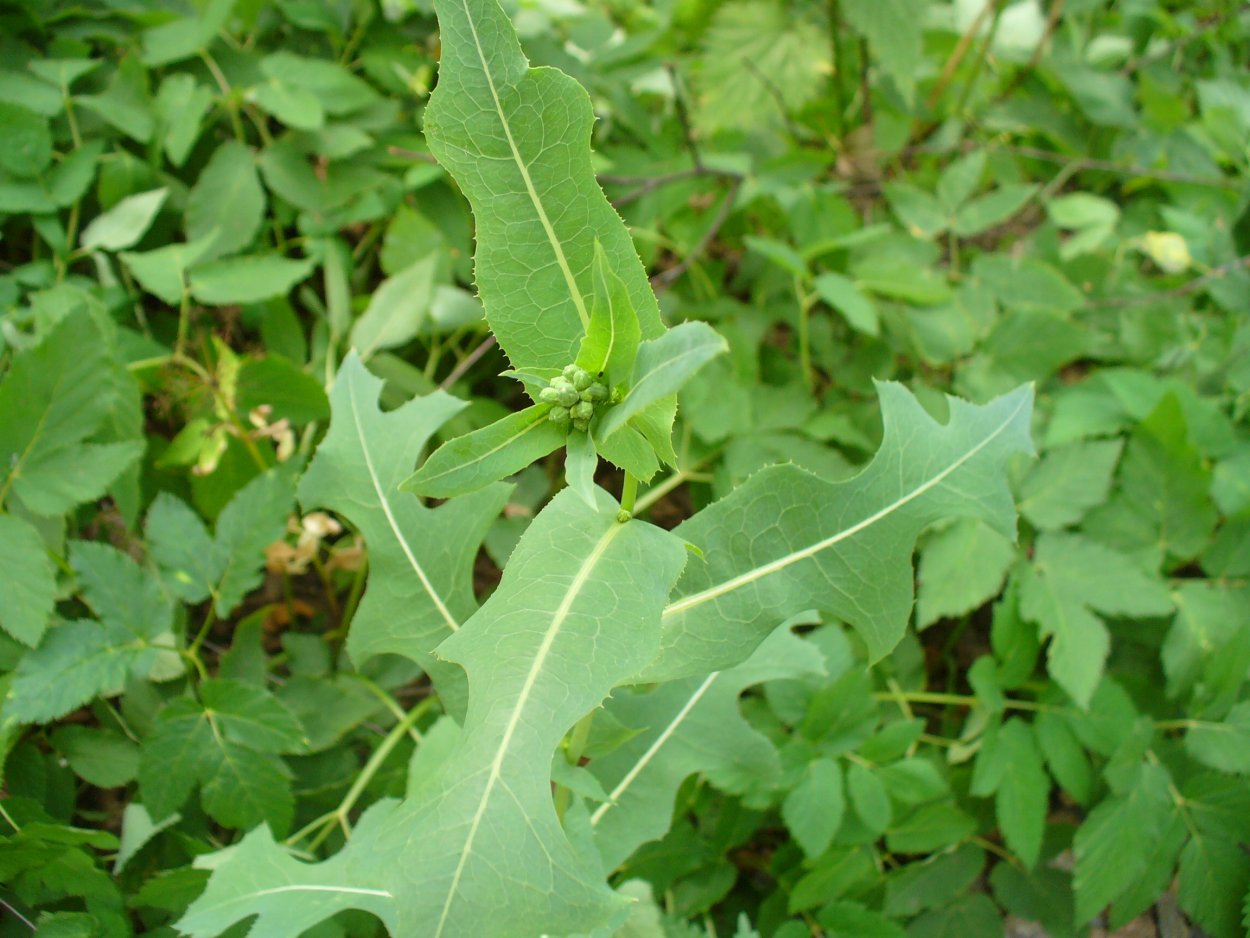 Циклахена (Ива) дурнишниколистная