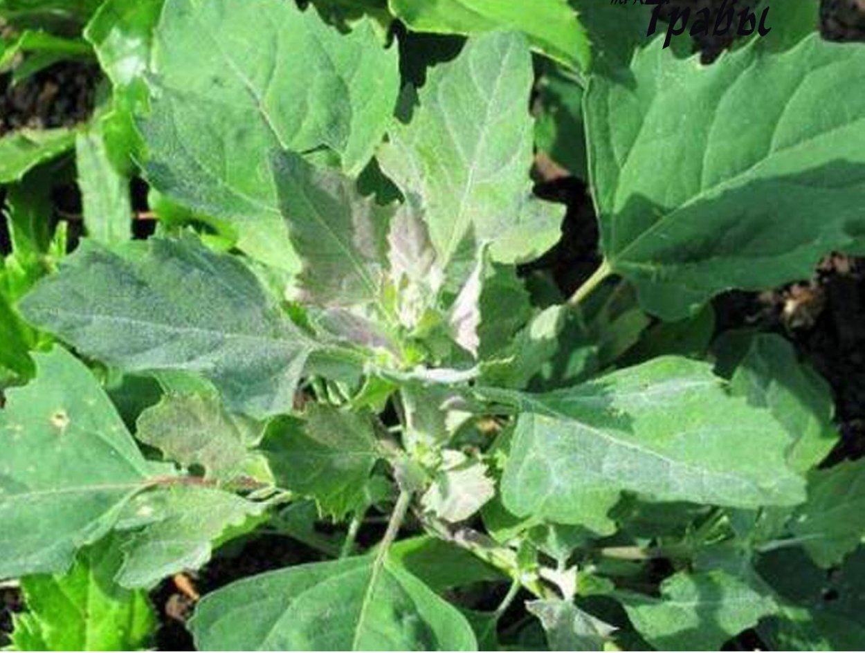 Лебеда ботаника