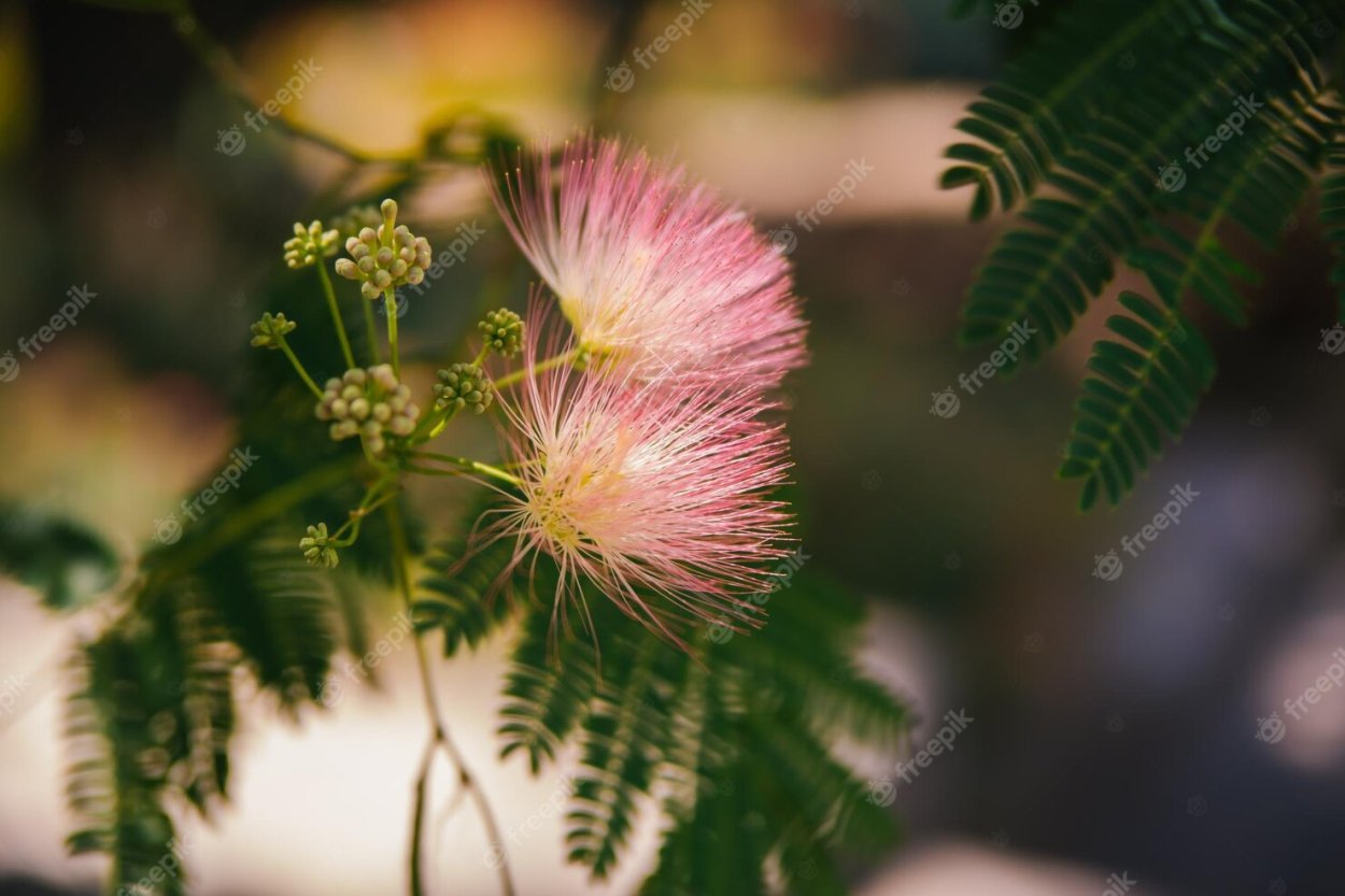 Альбиция Помпадур