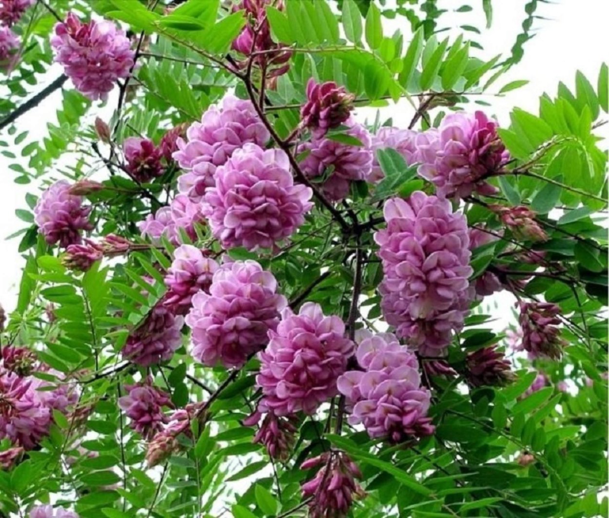 Ленкоранская Акация цветение