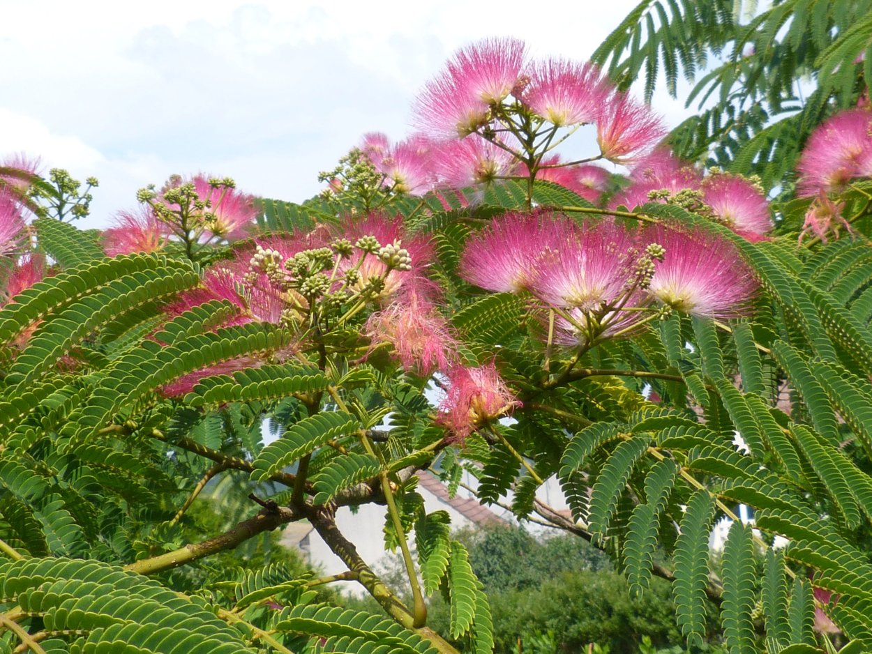 Лист акации с розовыми цветами