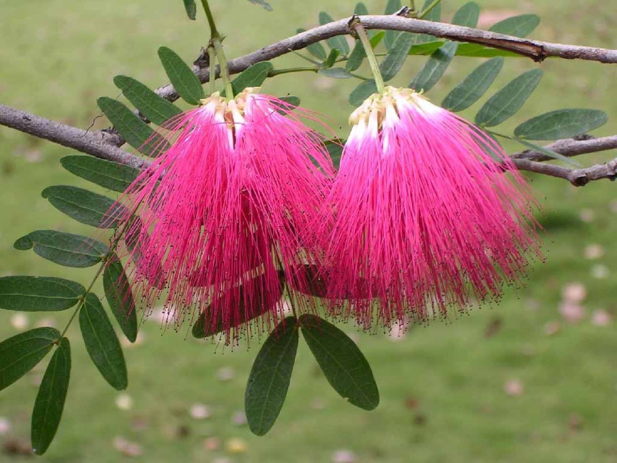 Альбиция шелковая Помпадур