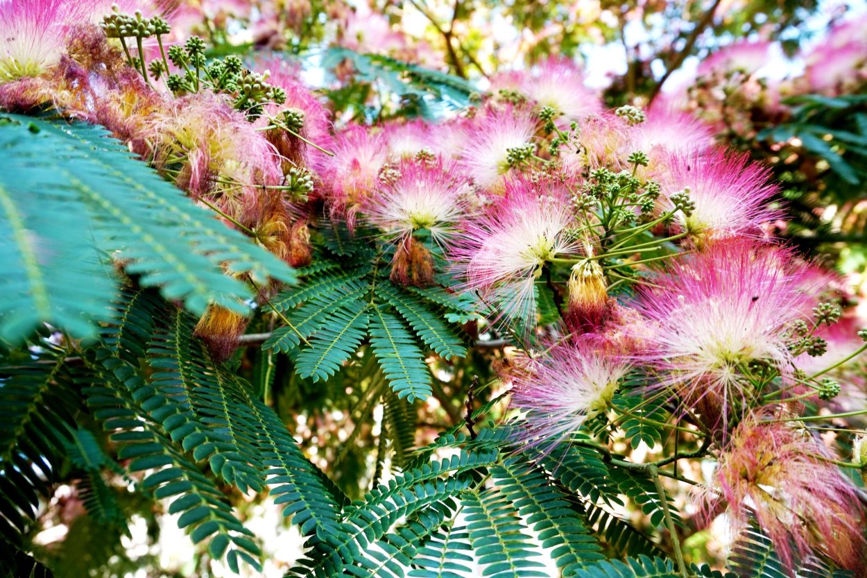 Мимоза стыдливая Кампина