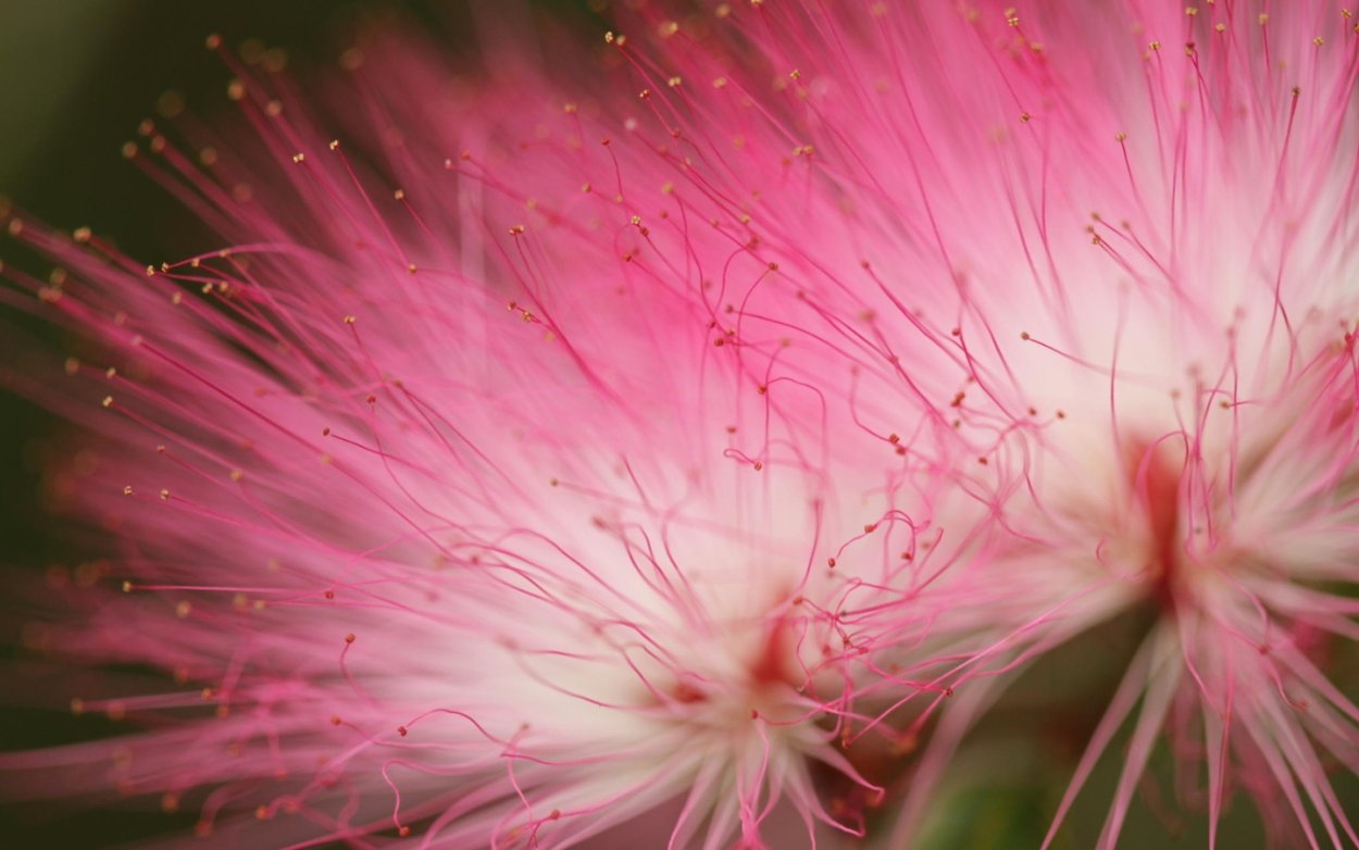 Скумпия Кожевенная Cotinus coggygria