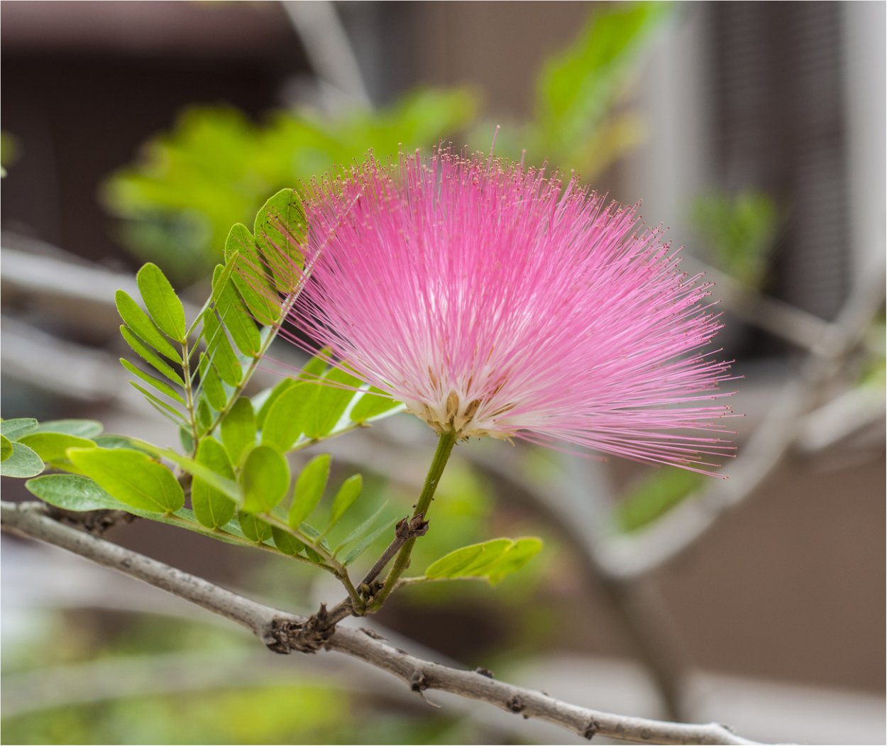 Акация в Алуште