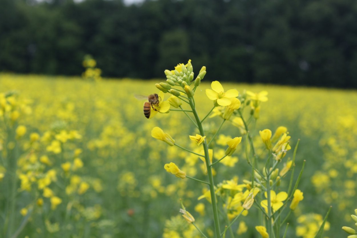 Рыжика посевного (Camelina Sativa),