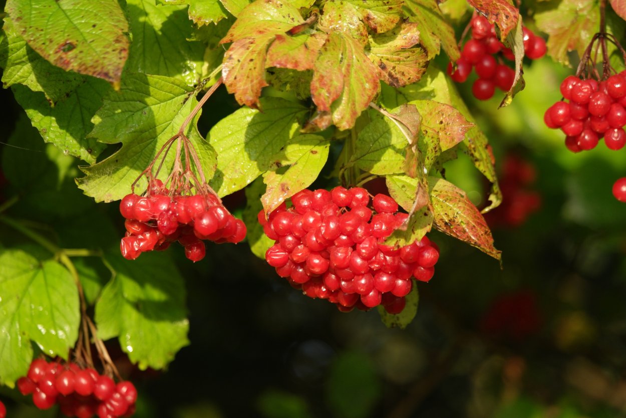 Калина обыкновенная Жолобовская