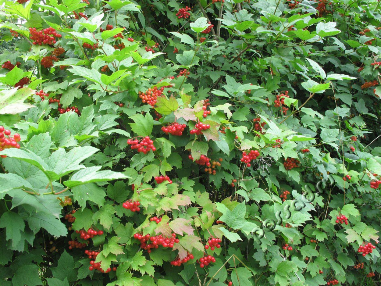 Калина красная кустарник