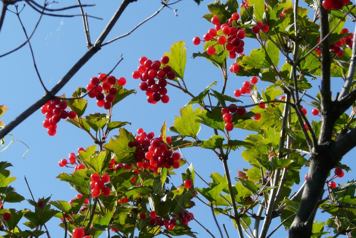 Калина пирамидальная