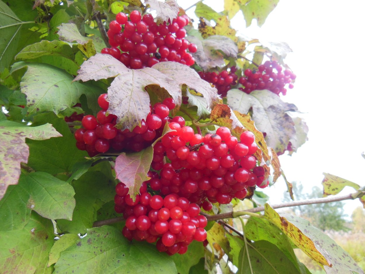 Калина красная куст