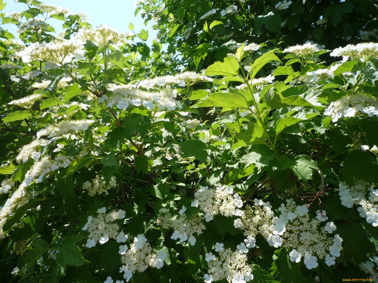 Калина обыкновенная красная гроздь