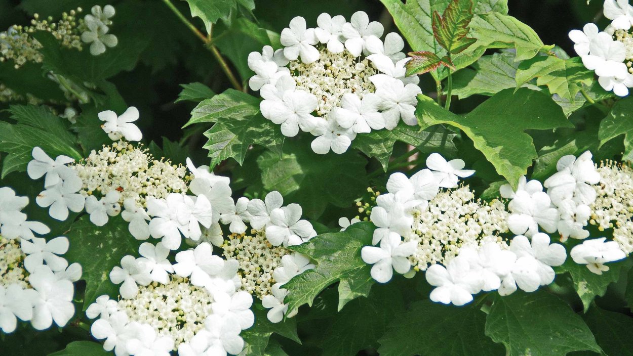 Калина обыкновенная Калина красная дерево