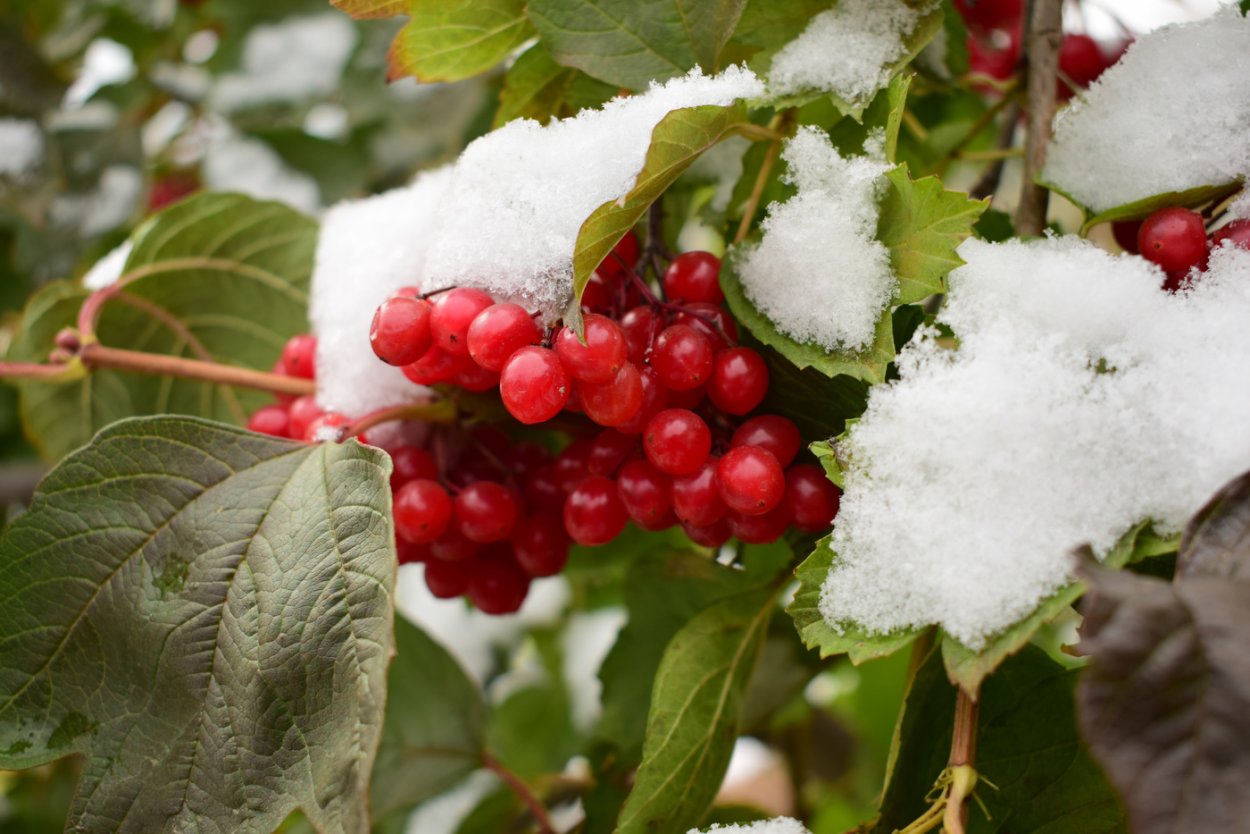 Калина красная (обыкновенная) Зарница