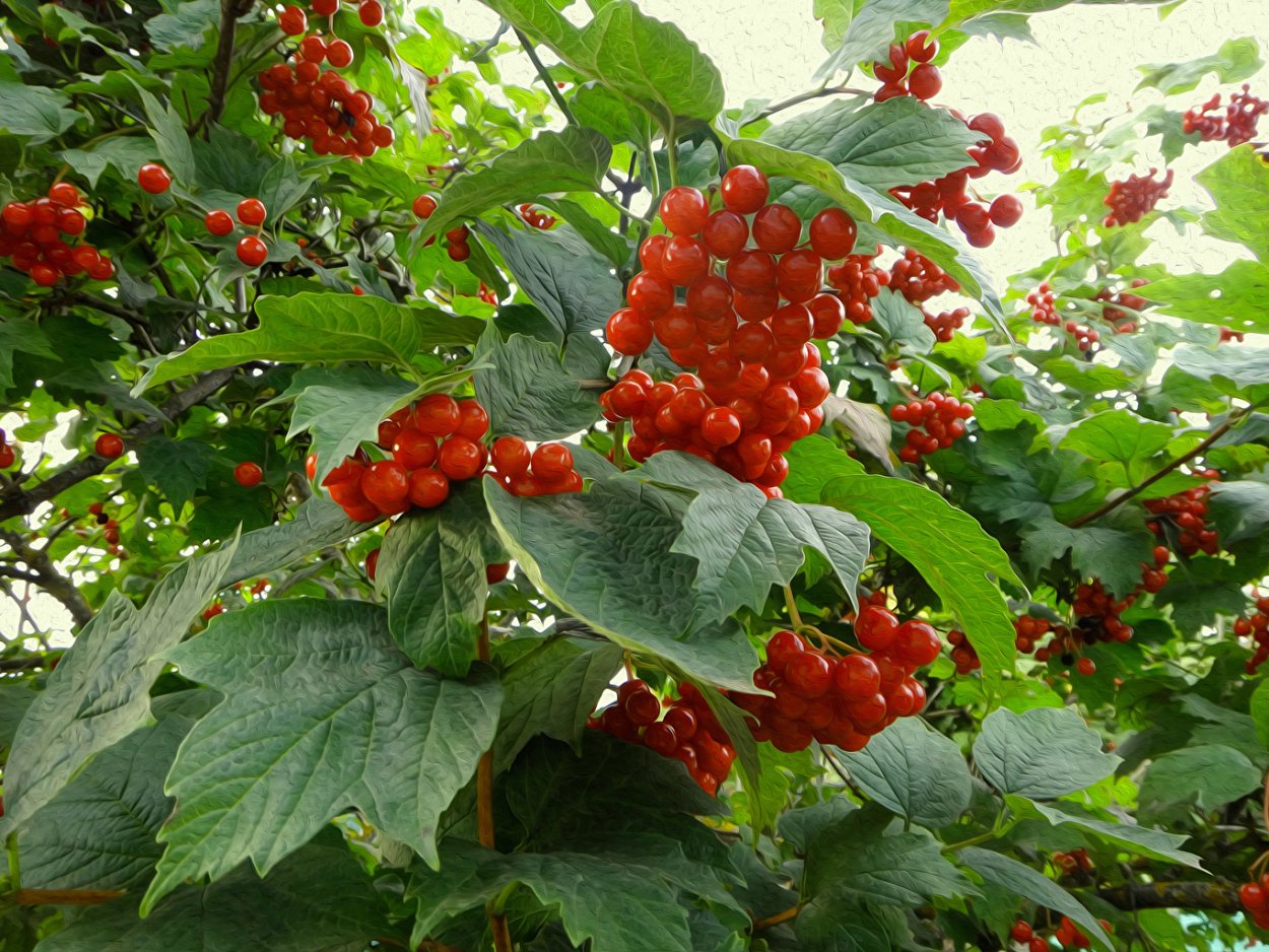 Калина красная куст