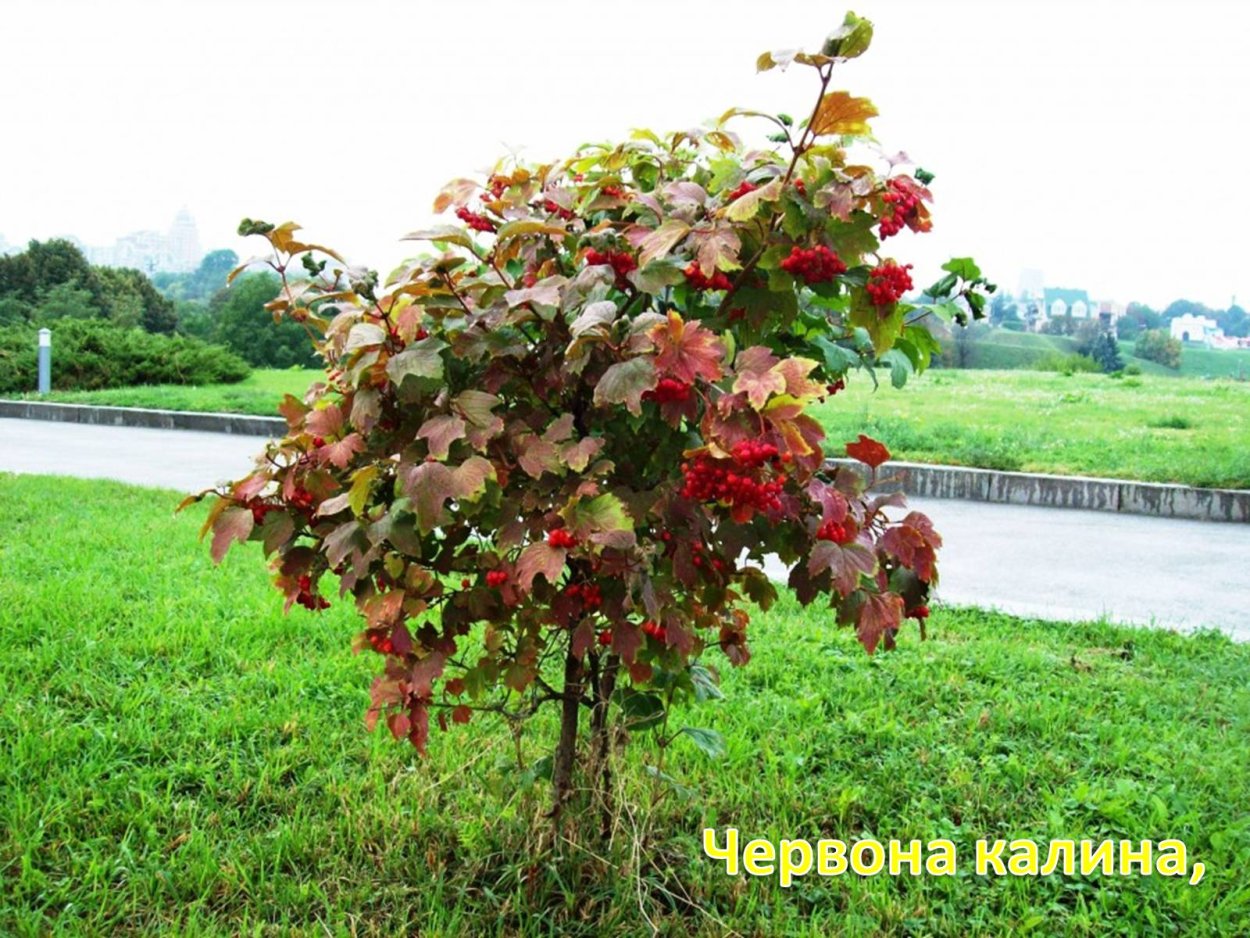 Калина обыкновенная куст