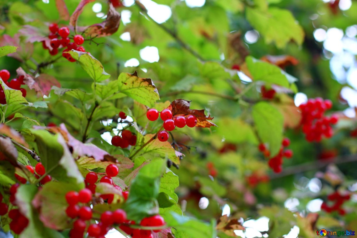 Калина красная кустарник