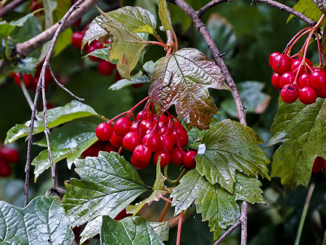 Калина Садовая