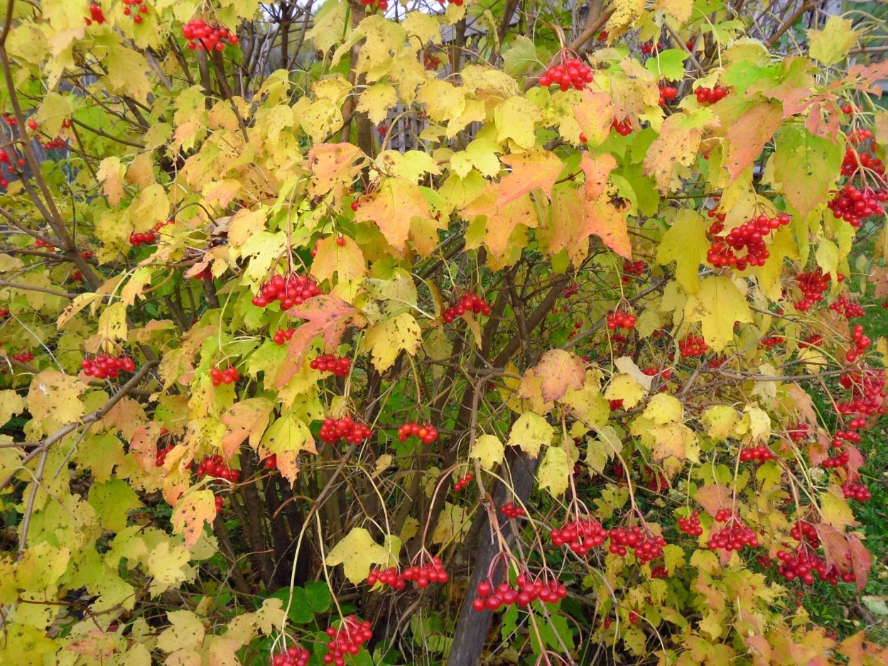 Осенняя Калина