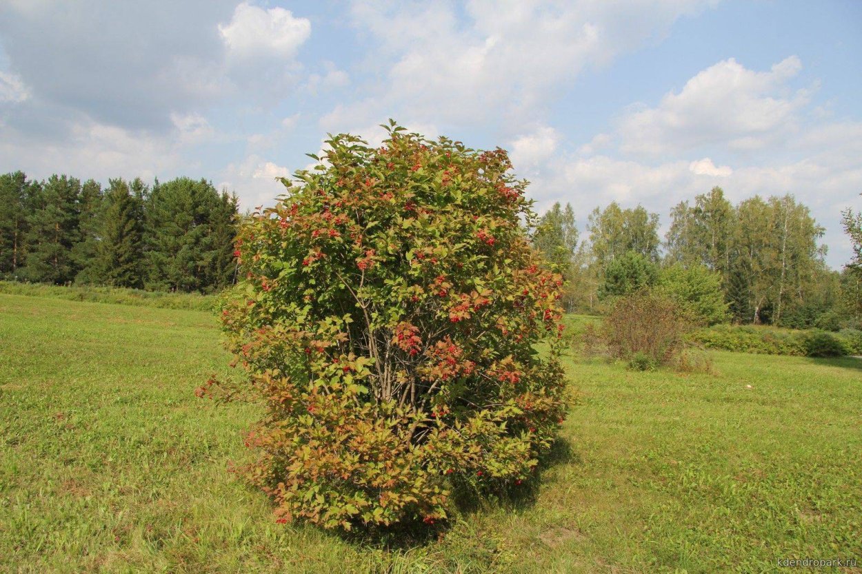 Калина обыкновенная