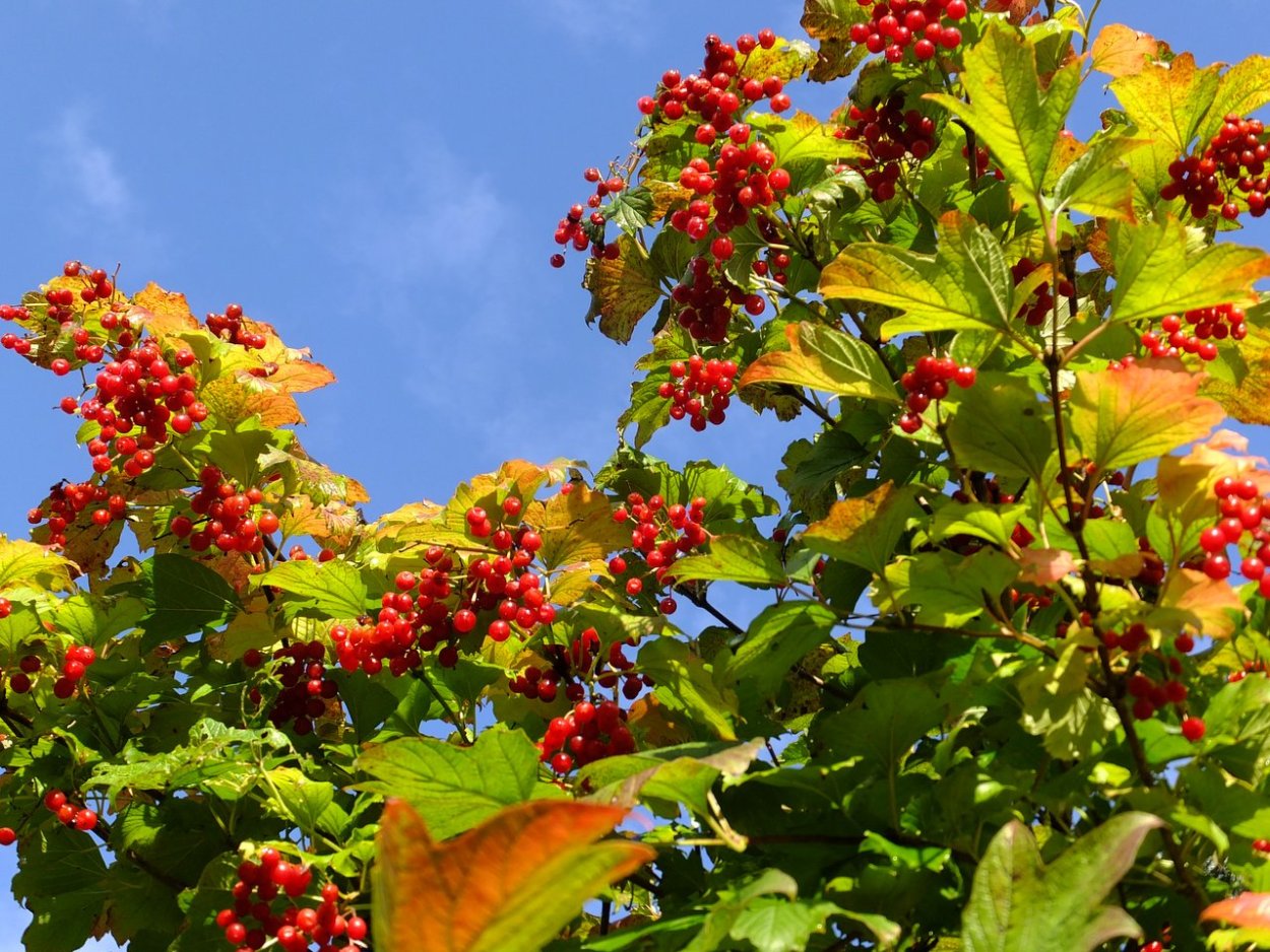 Калина Viburnum дерево
