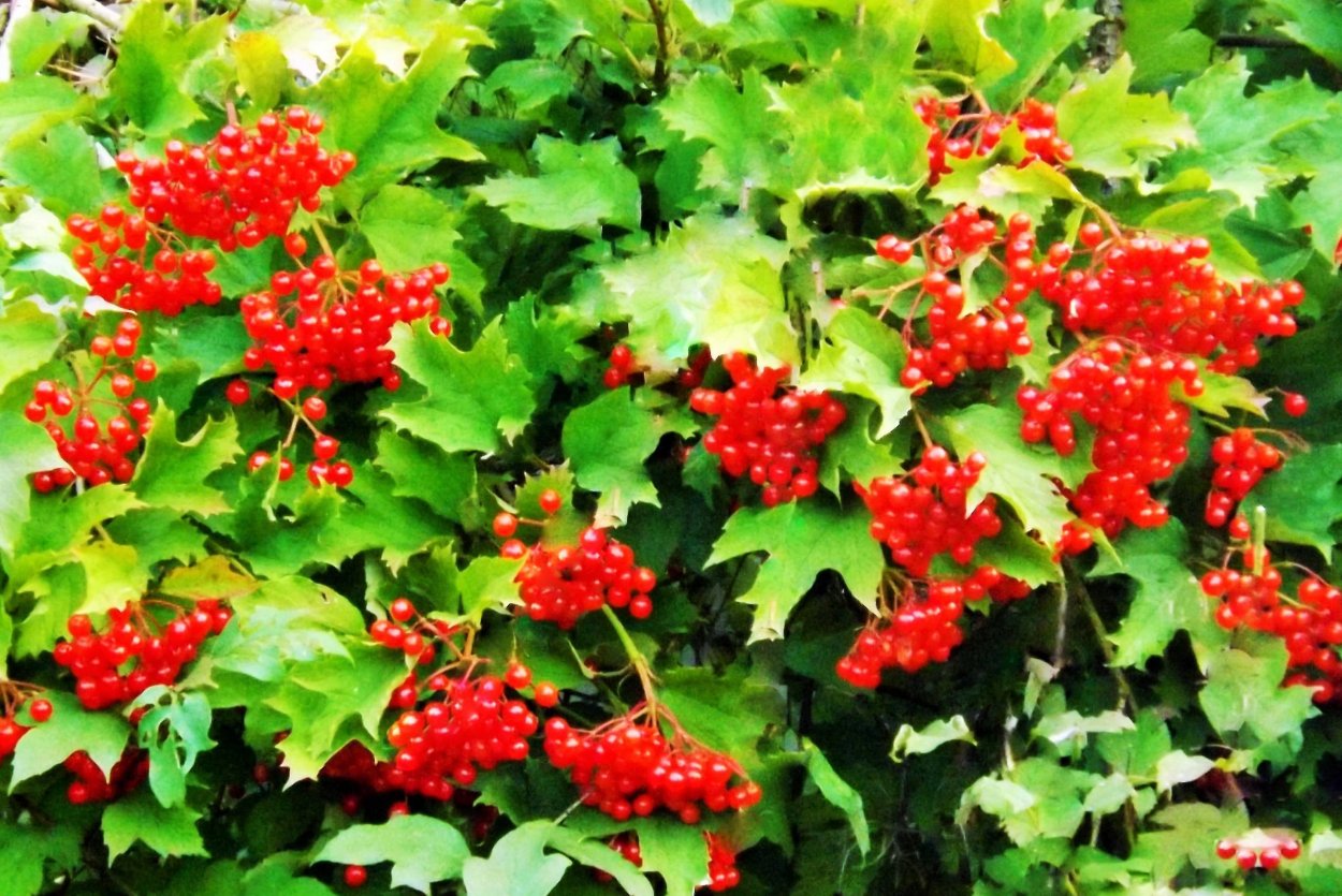 Калина бульденеж ягоды съедобные