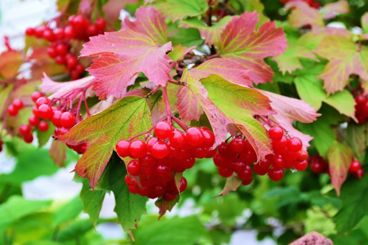 Калинник кустарник