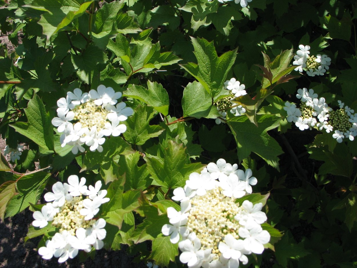 Калина обыкновенная Жолобовская