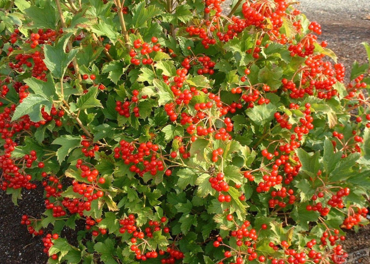 Калина красная Viburnum opulus