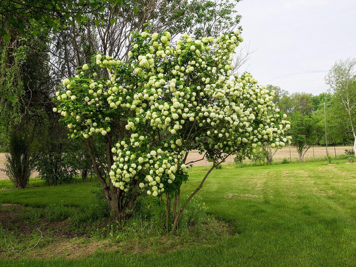Калина обыкновенная Viburnum opulus
