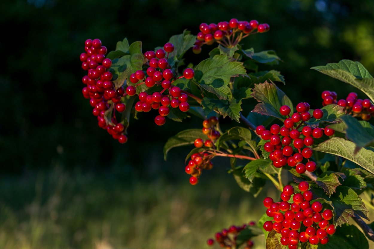 Калина дерево осенью