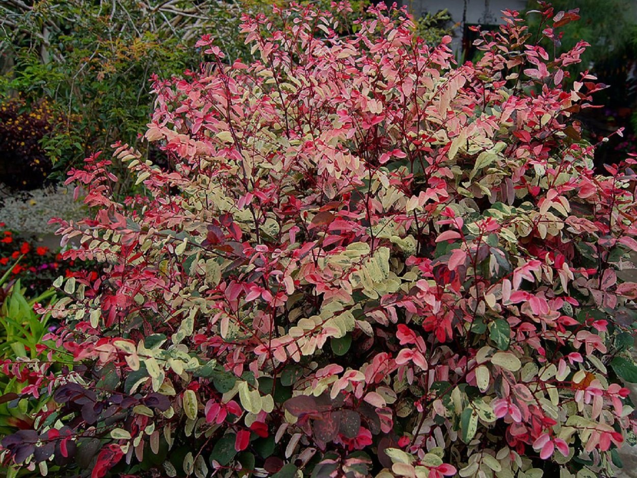 Растение Breynia disticha