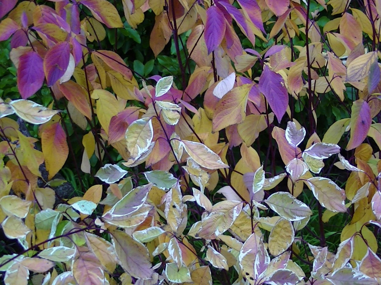 Кустарник с разноцветными листьями