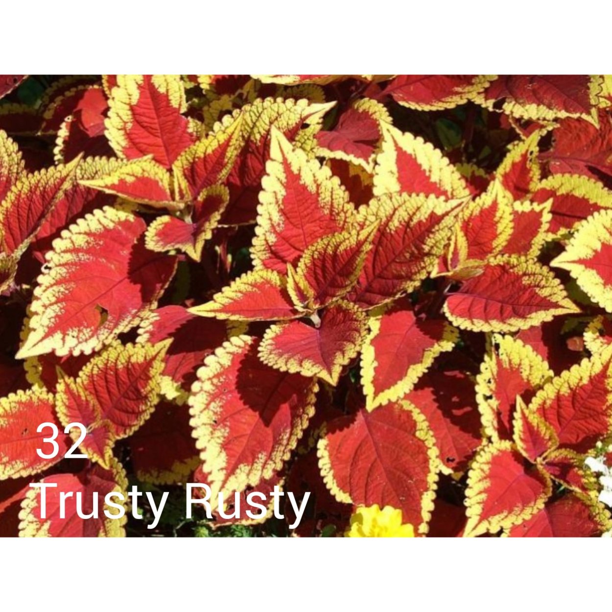 Колеус Coleus Juliet Quartermain