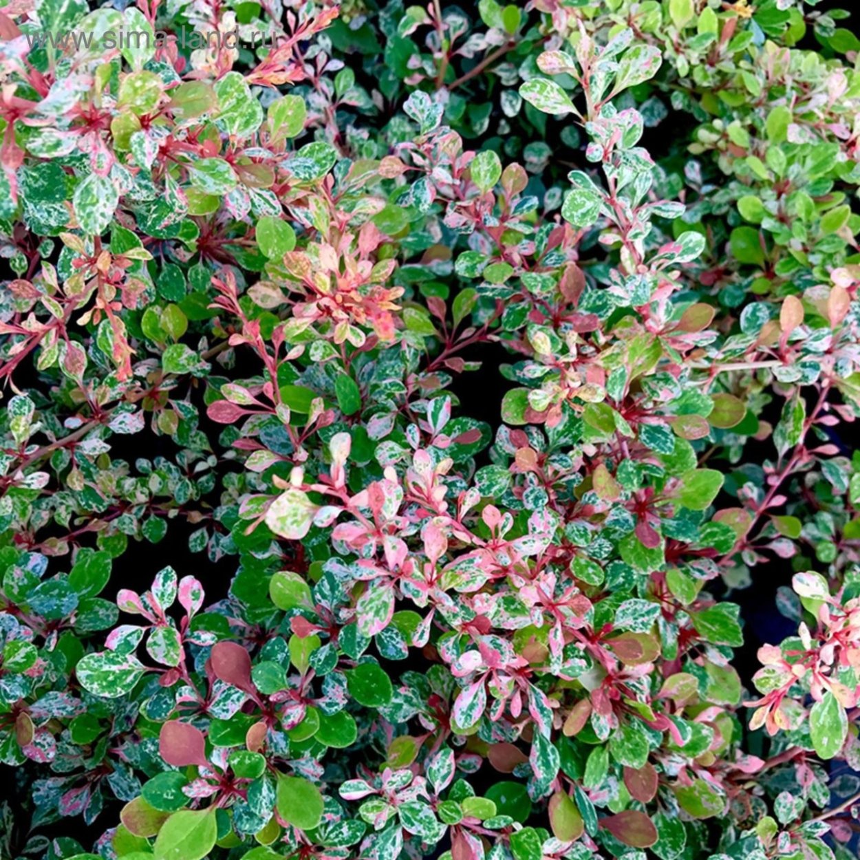 Барбарис Тунберга Natasza