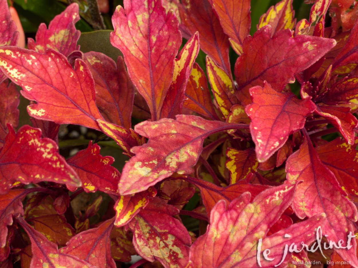 Колеус Спитфайр