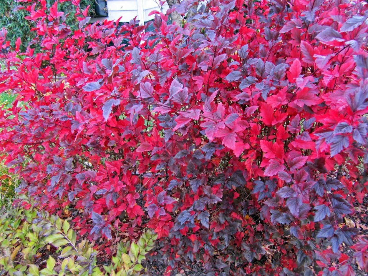 Пузыреплодник Эмбер Джубили изгородь