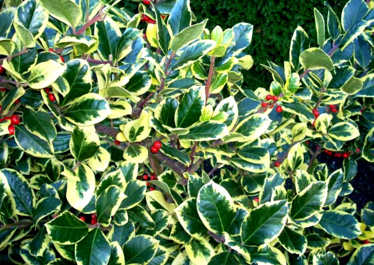 Падуб алтакларенский Голден Кинг