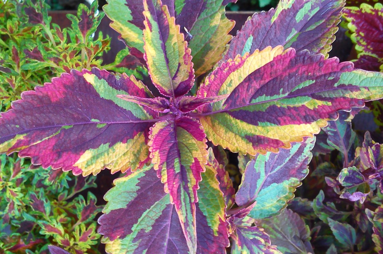 Колеус Coleus Juliet Quartermain
