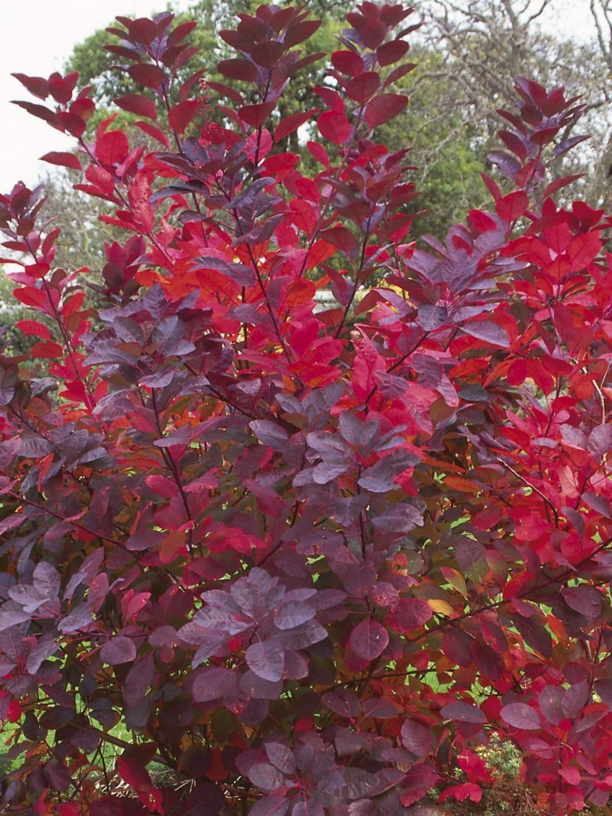 Скумпия бордовая