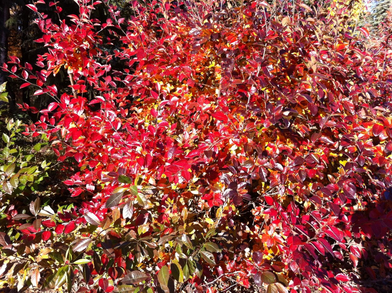 Кустарник с красными листьями Буш