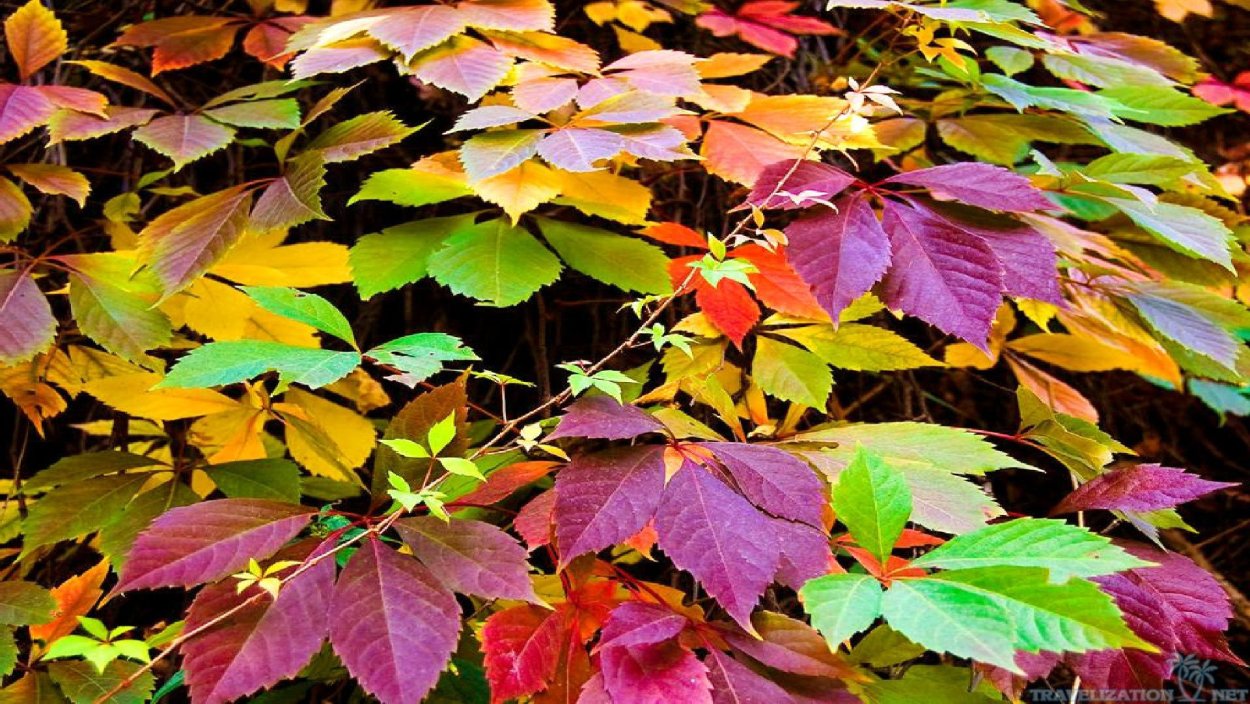Красочные осенние листья