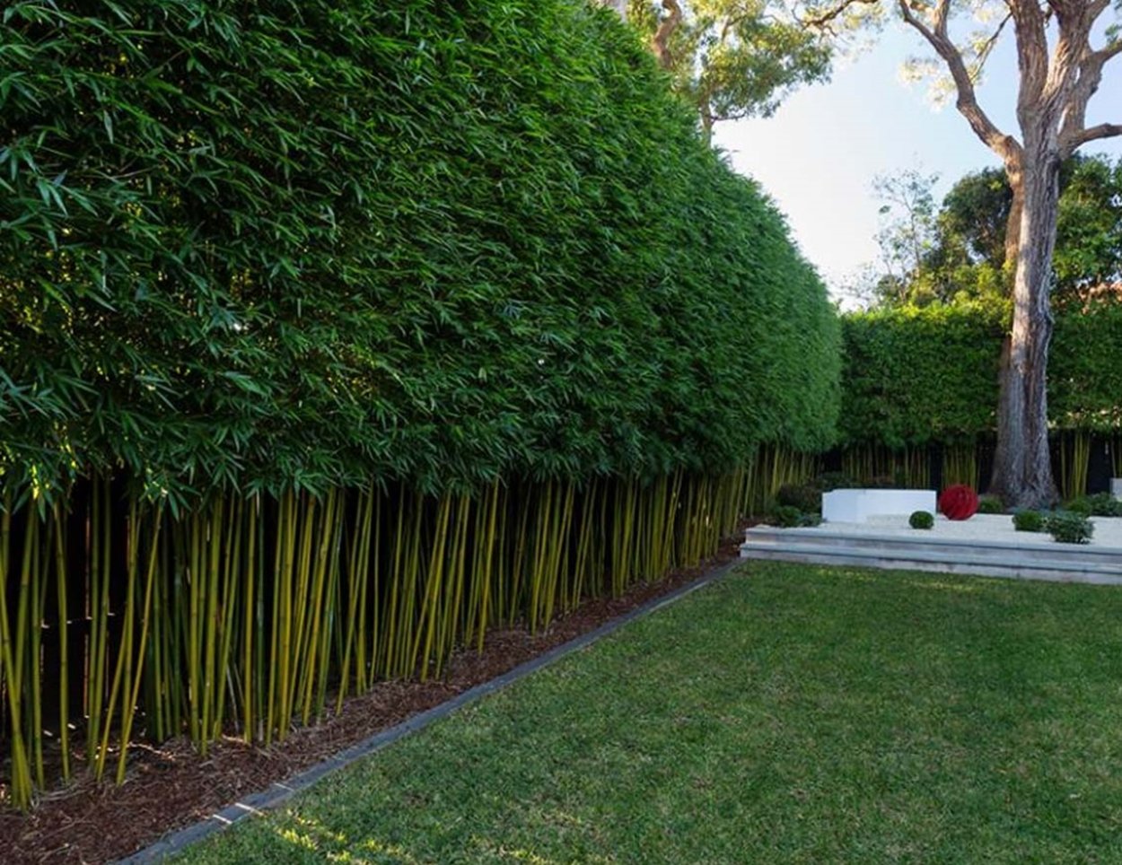 Дальневосточный бамбук Живая изгородь