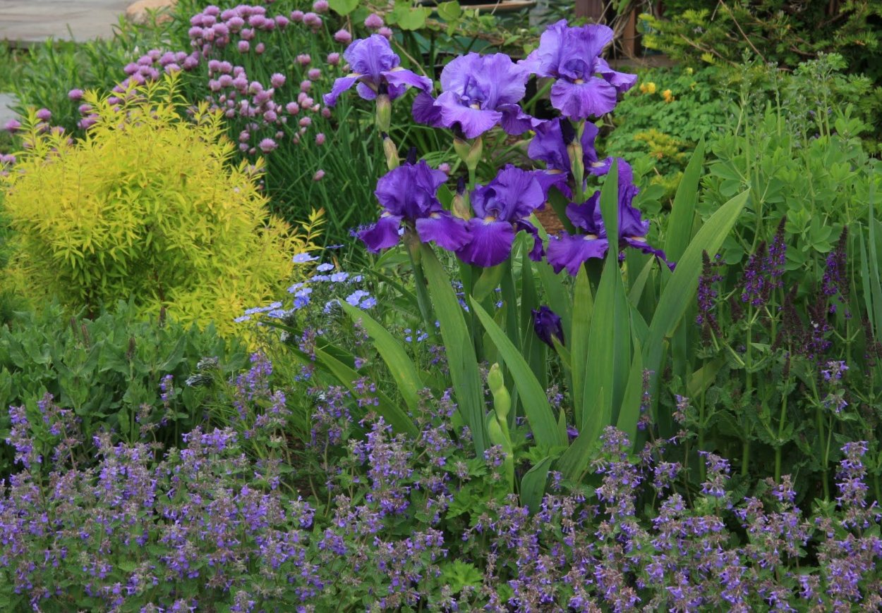 Ирис Сибирский и шалфей