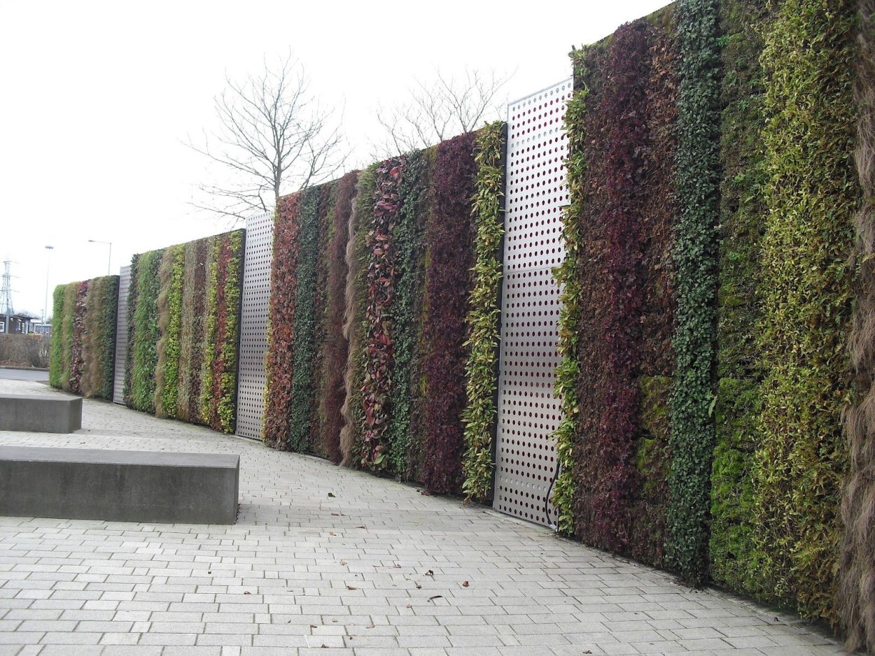 Габионы и Живая изгородь