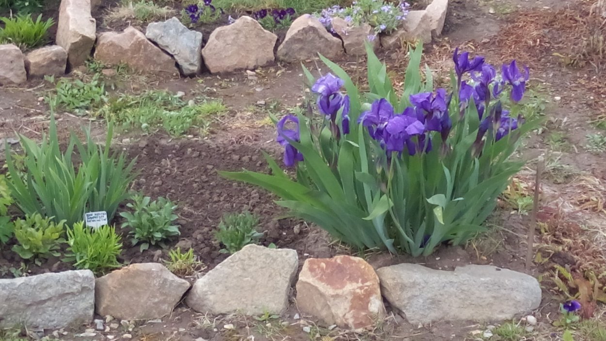 Ирис Вайт Мэджик