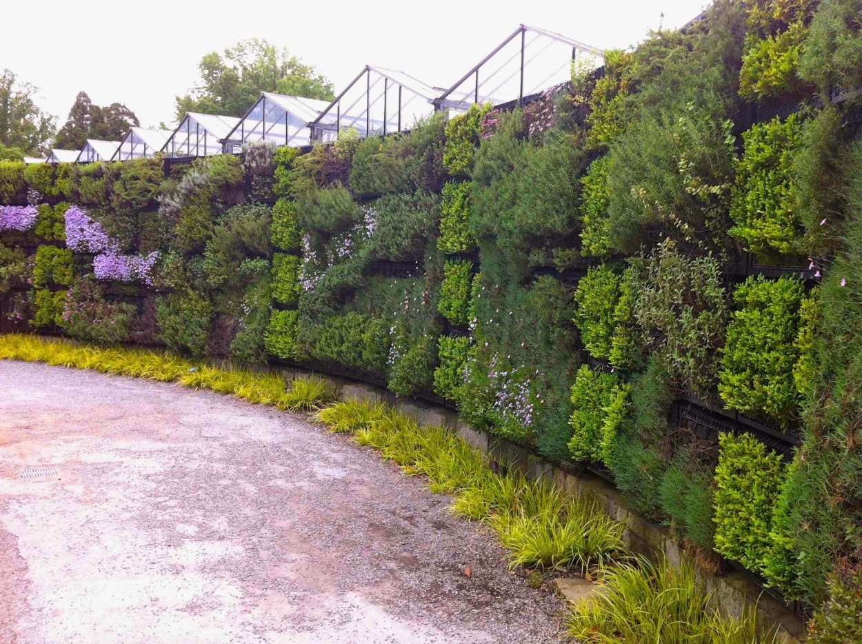 Неформованная Живая изгородь