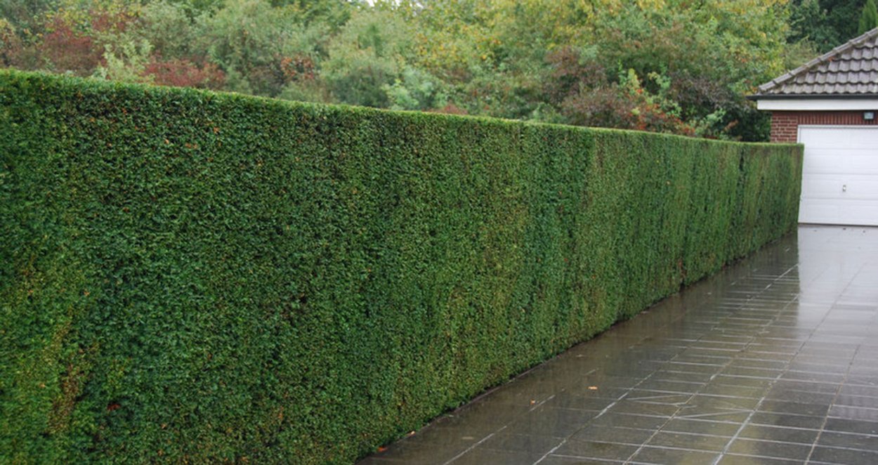 Тисс Живая изгородь